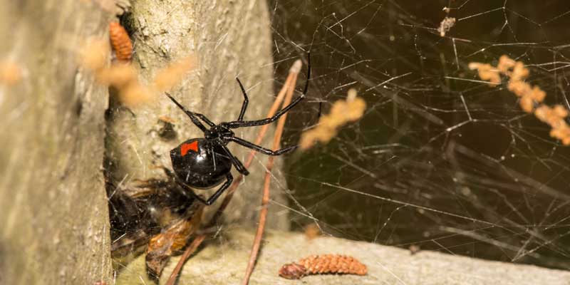 Why Spiders Start Moving In to Your Phoenix Home in Monsoon Season