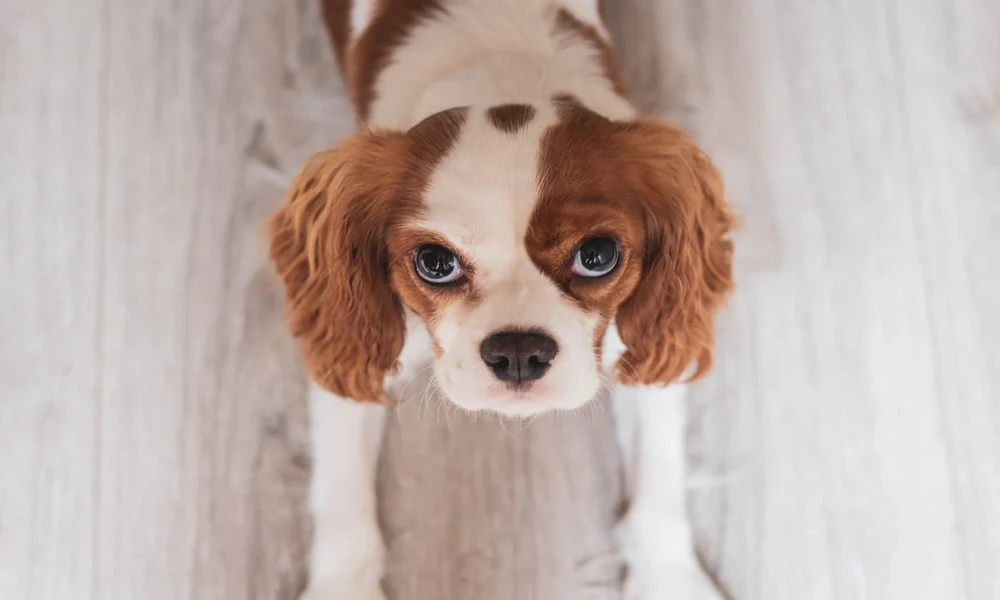 Why New Puppy Owners Get Stuck on the Naming Decision