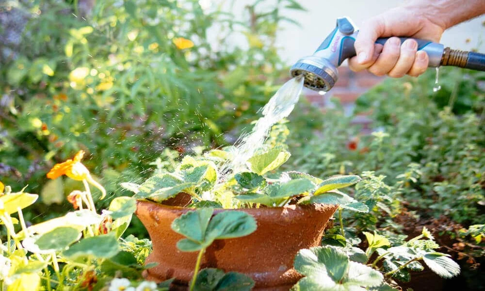 How to Keep Your Garden Healthy During Hot Weather